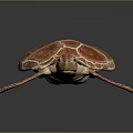 Red Sea Turtle Marine Animal With Detailed Shell Pattern And Webbed Flippers 3d model