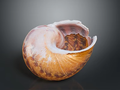 Natural Open Conch Shell with Brown Pink Exterior and Detailed Interior Texture 3d model