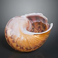 Natural Open Conch Shell with Brown Pink Exterior and Detailed Interior Texture