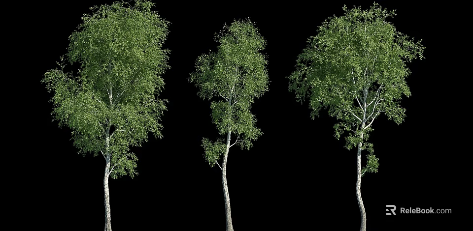 Three Tall Trees With White Trunks And Green Leaves On Black Background 3d model 