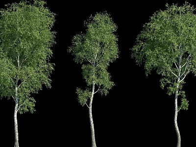 Three Tall Trees With White Trunks And Green Leaves On Black Background 3d model