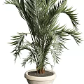 Potted Bonsai Plant With Green Feathery Leaves And Upright Stems In Light Colored Pot