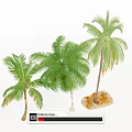 Tropical Palm Trees With Lush Green Foliage And Different Heights On Sandy Base