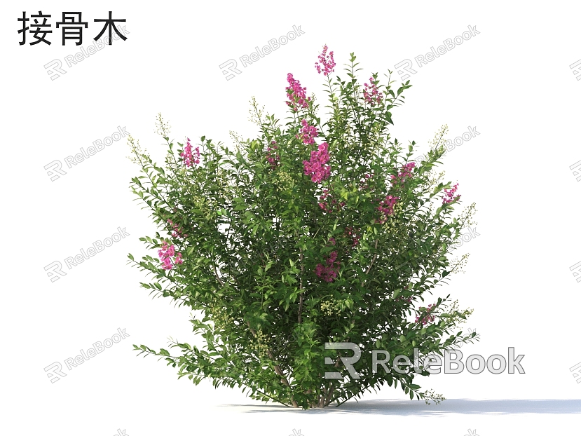 elderflower shrub plants model