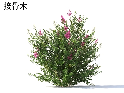 elderflower shrub plants 3d model