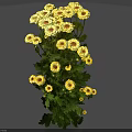 Vibrant Yellow Flowers With Green Leaves And Dark Centers Fresh Bouquet