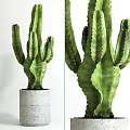 Tall Green Cactus Potted Plant in Concrete Pot with Textured Stems