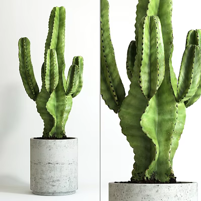 Tall Green Cactus Potted Plant in Concrete Pot with Textured Stems 3d model
