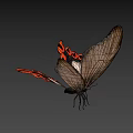 Game Movie Character Butterfly with Black Orange Wing Patterns and Detailed Design