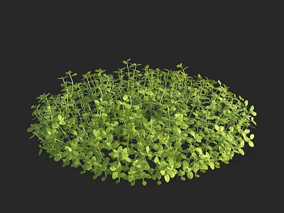 Lush Green Aquatic Plants with Dense Fresh Leaf Growth in Round Cluster 3d model