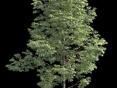 Lush Green Tree With Dense Foliage And Tall Trunk Isolated On Black Background 3d model