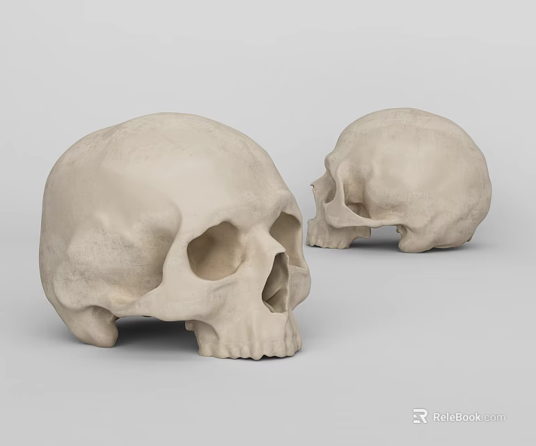 Medical Device Anatomical Human Skull Models for Educational Training and Research Use 3d model 