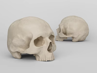 Medical Device Anatomical Human Skull Models for Educational Training and Research Use 3d model