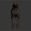 Gray Dog Standing On Smooth Surface With Reflection In Studio