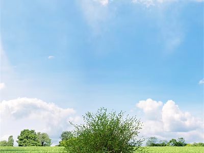 Vibrant Green Shrub Thriving In Open Grassland Under Blue Sky With White Clouds And Trees 3d model