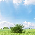 Vibrant Green Shrub Thriving In Open Grassland Under Blue Sky With White Clouds And Trees