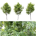 Lush Green Arbor Trees With Slender Trunks And Dense Foliage 3d model