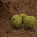 Earthy Ground With Three Green Fruits Black Spots Tree Roots And Dry Leaves