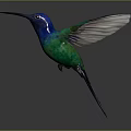 Flying Hummingbird With Blue And Green Feathers Spread Wings In Mid Flight