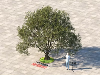 Tall Olive Tree in Outdoor Paved Square with Person Standing Nearby and Lawn Around Trunk 3d model