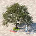 Tall Olive Tree in Outdoor Paved Square with Person Standing Nearby and Lawn Around Trunk
