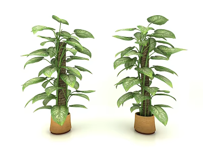 Two Lush Indoor Bonsai Potted Plants With Green Leaves In Brown Clay Pots 3d model