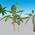 Tropical Plant Combination With Lush Green Leaves And Varied Trunk Heights