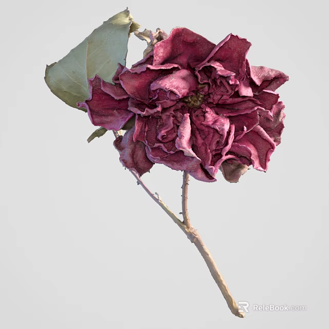 Elegant Deep Red Flower With Ruffled Petals And Green Leaves On Slender Stem 3d model 