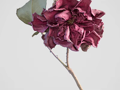 Elegant Deep Red Flower With Ruffled Petals And Green Leaves On Slender Stem 3d model