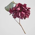Elegant Deep Red Flower With Ruffled Petals And Green Leaves On Slender Stem