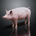 Realistic Pink Pig Standing On Black Background With Shiny Reflection 3d model