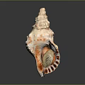 Orange White Spiral Conch Shell with Bumpy Texture Striped Interior Isolated on Dark Background 3d model