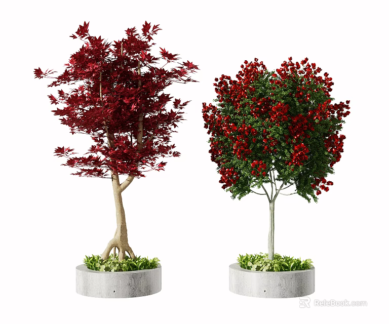 Two Arbor Trees with Red Leaves and Red Fruits in Concrete Planters on White Background 3d model 