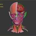 Medical Device Head Anatomical Model with Muscles Blood Vessels and Brain Structure