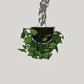 Indoor Hanging Green Vine Plant With Trailing Leaves And Lush Foliage