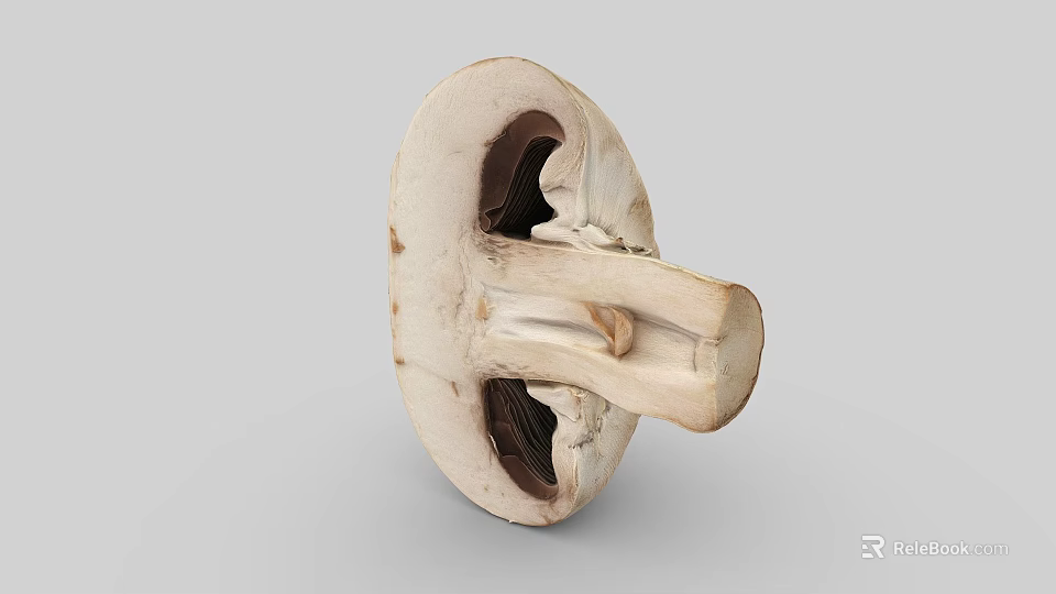Fresh Cut Mushroom Vegetable Showing Interior Structure On Simple Gray Background 3d model