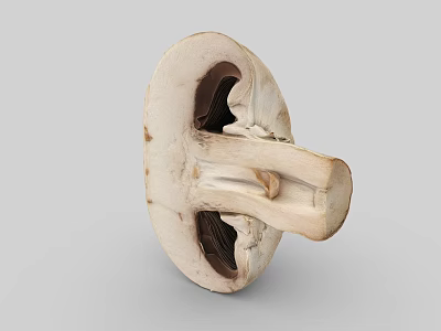 Fresh Cut Mushroom Vegetable Showing Interior Structure On Simple Gray Background 3d model