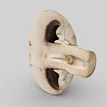 Fresh Cut Mushroom Vegetable Showing Interior Structure On Simple Gray Background 3d model