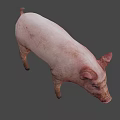 Realistic Standing Pink Pig With Ears Snout And Dark Background Shadow