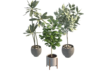 Stylish Indoor Potted Plants With Green Foliage In Ceramic And Wooden Containers 3d model