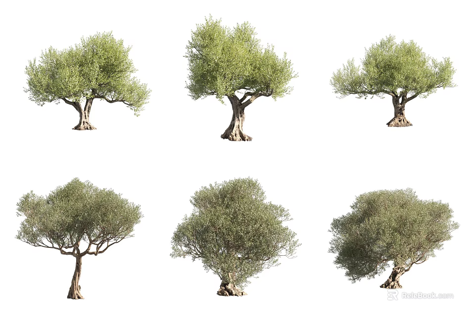 Olive Trees in Various Natural Forms for Decorative Landscape and Design Projects 3d model
