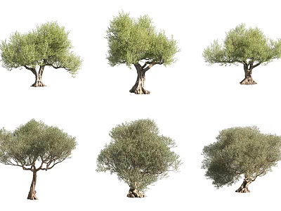 Olive Trees in Various Natural Forms for Decorative Landscape and Design Projects 3d model