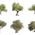 Olive Trees in Various Natural Forms for Decorative Landscape and Design Projects 3d model