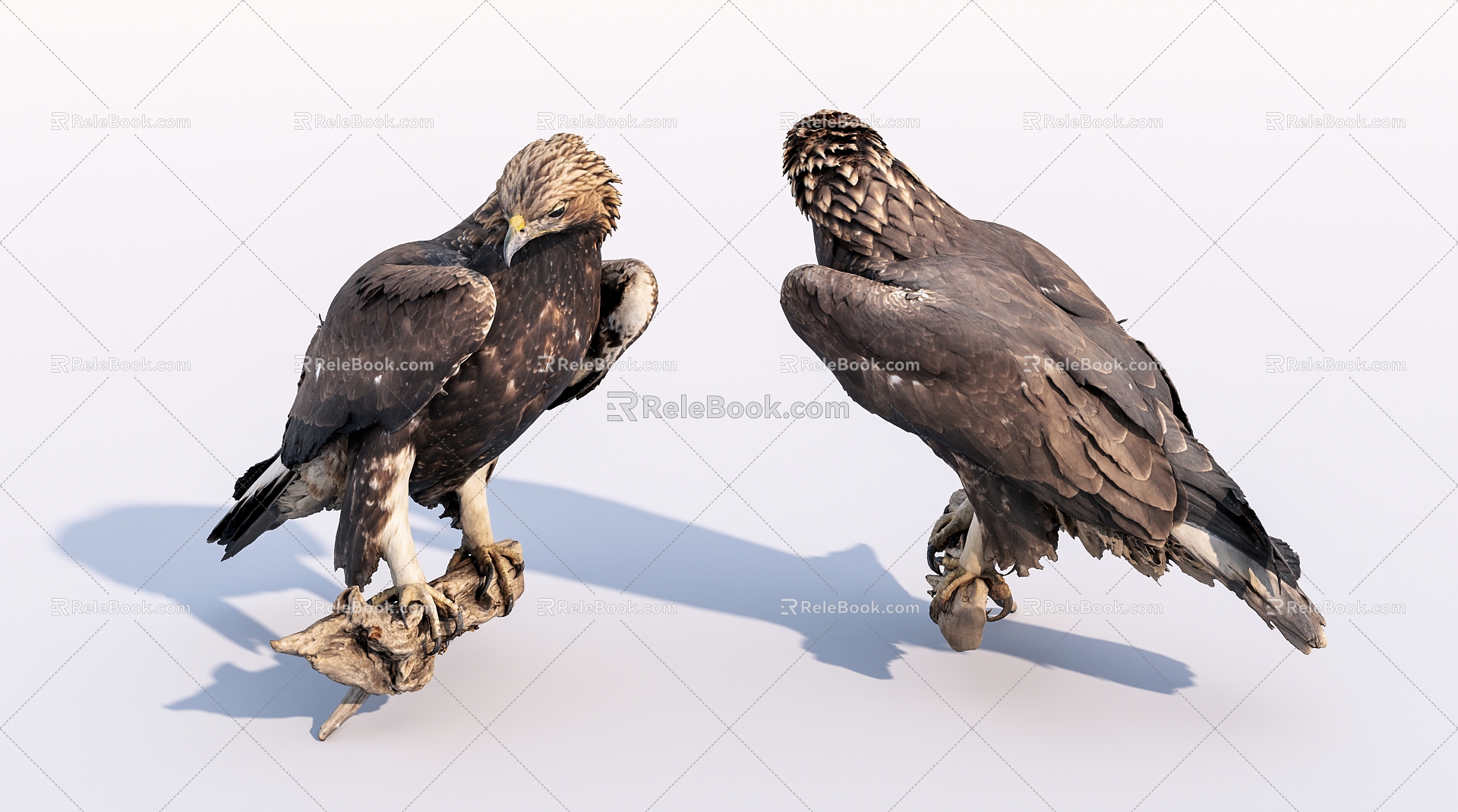 Modern Eagle Bird Golden Eagle 3d model