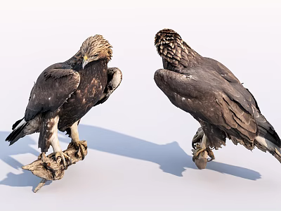 Modern Eagle Bird Golden Eagle 3d model