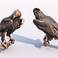 Two Majestic Eagles Standing On Wood Perches At Different Angles With Brown Black Feathers
