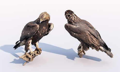 Modern Eagle Bird Golden Eagle 3d model