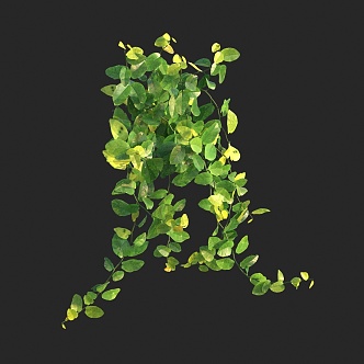 Modern Vine, Cicerae, Cicerae, Ficus Piercing Heart, Vine Mulian, Bean Powder Tree, Saint Sura Green Hemp 3d model