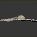 Resting Horseshoe Crab on Sandy Beach with Small Stones and Wood Debris