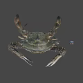 Fresh Raw Blue Swimming Crab With Long Claws And Spotted Legs